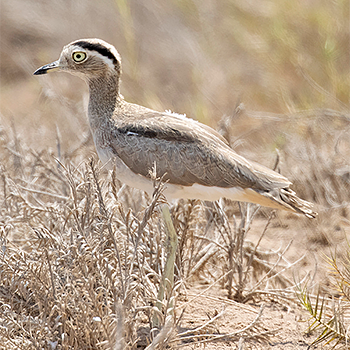 Peruvian Thick-knee