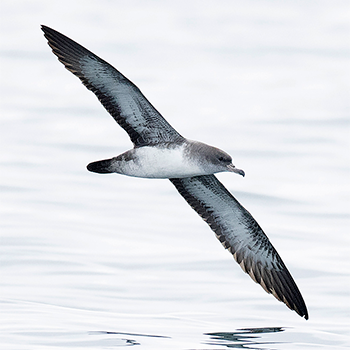 Pink-footed Shearwater