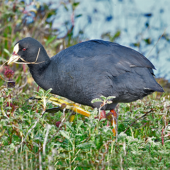 Red-gartered Coot