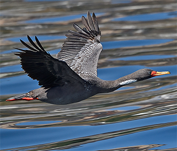 Red-legged Cormorant