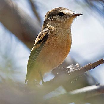 Rufescent Flycatcher