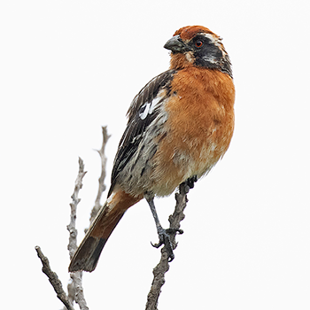 Rufous-tailed Plantcutter