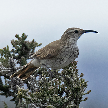 Scale-throated Earthcreeper