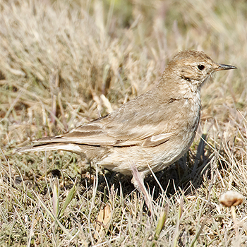 Short-billed Miner