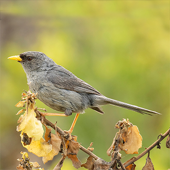 Slender-billed Finch