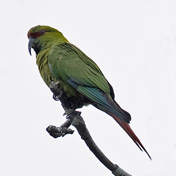 Slender-billed Parakeet