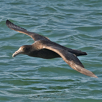 Southern Giant-petrel