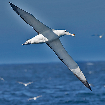 Southern Royal Albatross