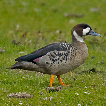 Spectacled Duck