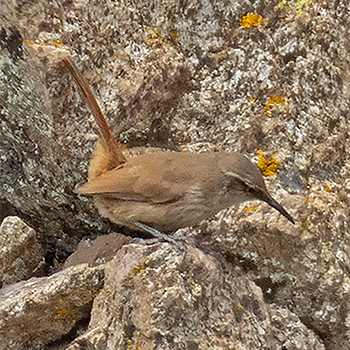 Straight-billed Earthcreeper