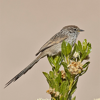 Streaked Tit-spinetail