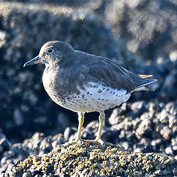 Surfbird