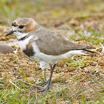Two-banded Plover