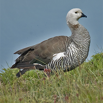 Upland Goose