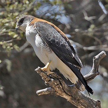 Variable Hawk