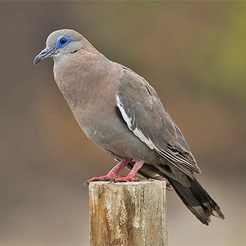 West Peruvian Dove