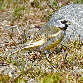 White-bridled Finch