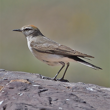 White-browed Ground-tyrant