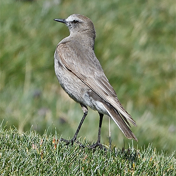 White-fronted Ground-tyrant