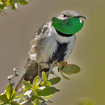 White-sided Hillstar