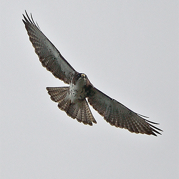 White-throated Hawk