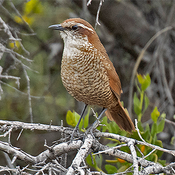 White-throated Tapaculo