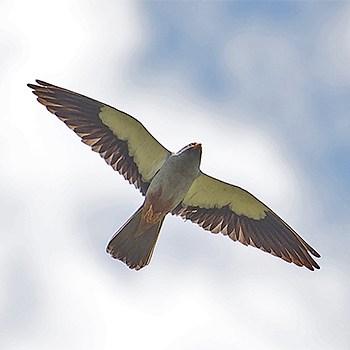 Amur Falcon