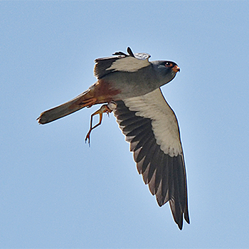 Amur Falcon