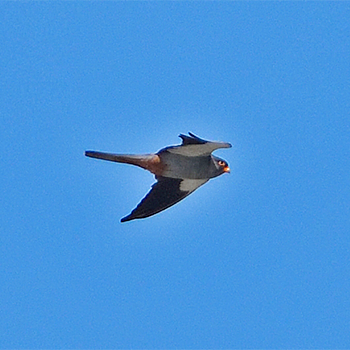 Amur Falcon