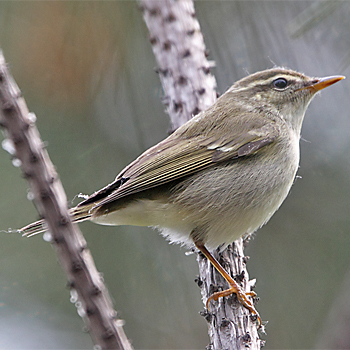 Arctic Warbler