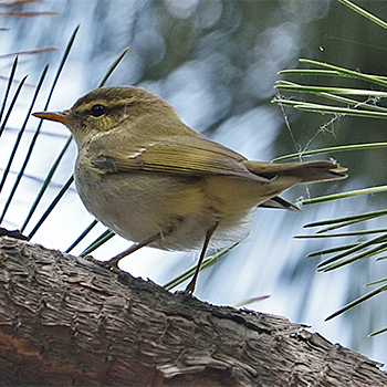 Arctic Warbler