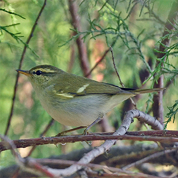 Arctic Warbler