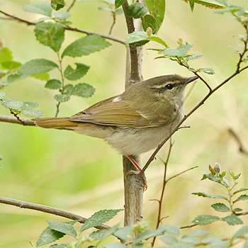 Arctic Warbler