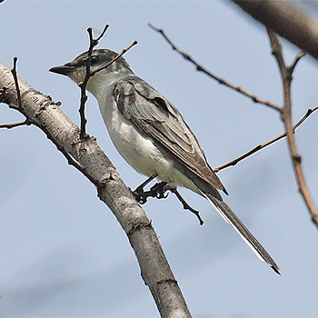 Ashy Minivet