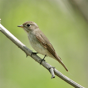 Asian Brown Flycatcher