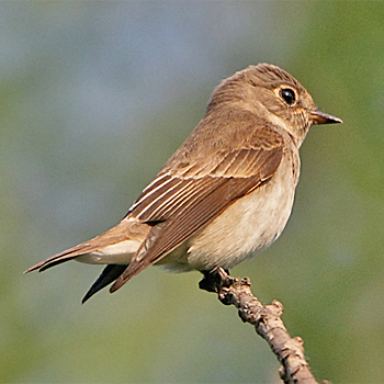 Asian Brown Flycatcher
