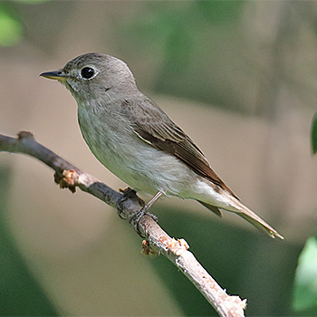 Asian Brown Flycatcher
