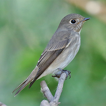 Asian Brown Flycatcher