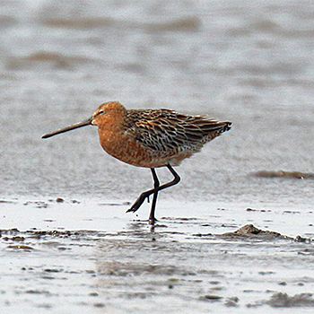 Asian Dowitcher
