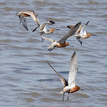 Asian Dowitchers and Black-tailed Godwits