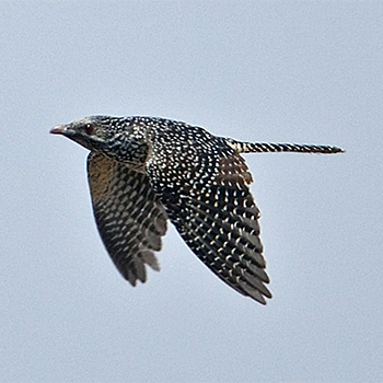 Asian Koel