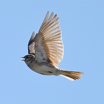 Asian Short-toed Lark