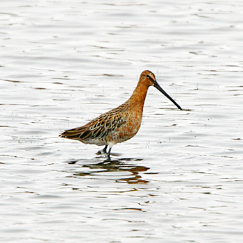 Asian Dowitcher