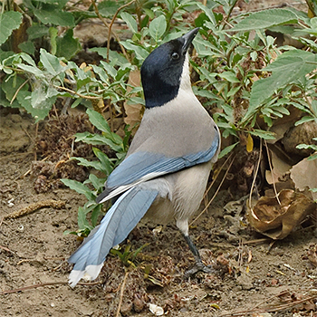 Azure-winged Magpie