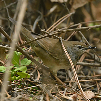 Baikal Bush Warbler