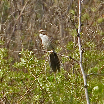 Beijing Babbler
