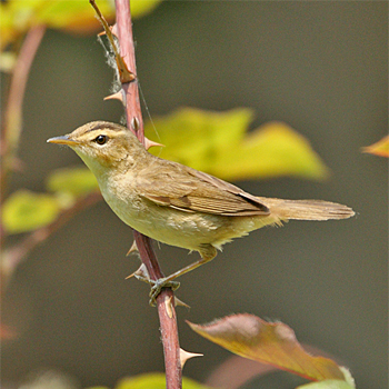 Black-browed Reed Warbler
