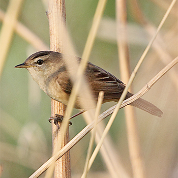 Black-browed Reed Warbler
