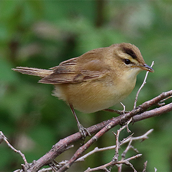 Black-browed Reed Warbler
