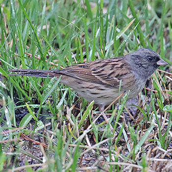 Black-faced Bunting